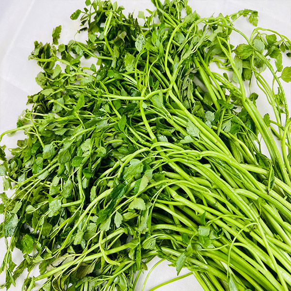 [GAP인증] 나주 노안 돌미나리 1kg 2kg 4kg