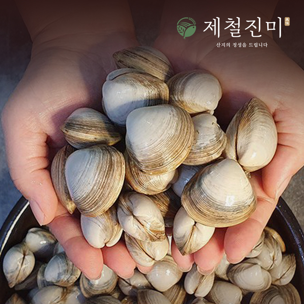 [산소포장] 서천갯벌 동죽조개 1kg