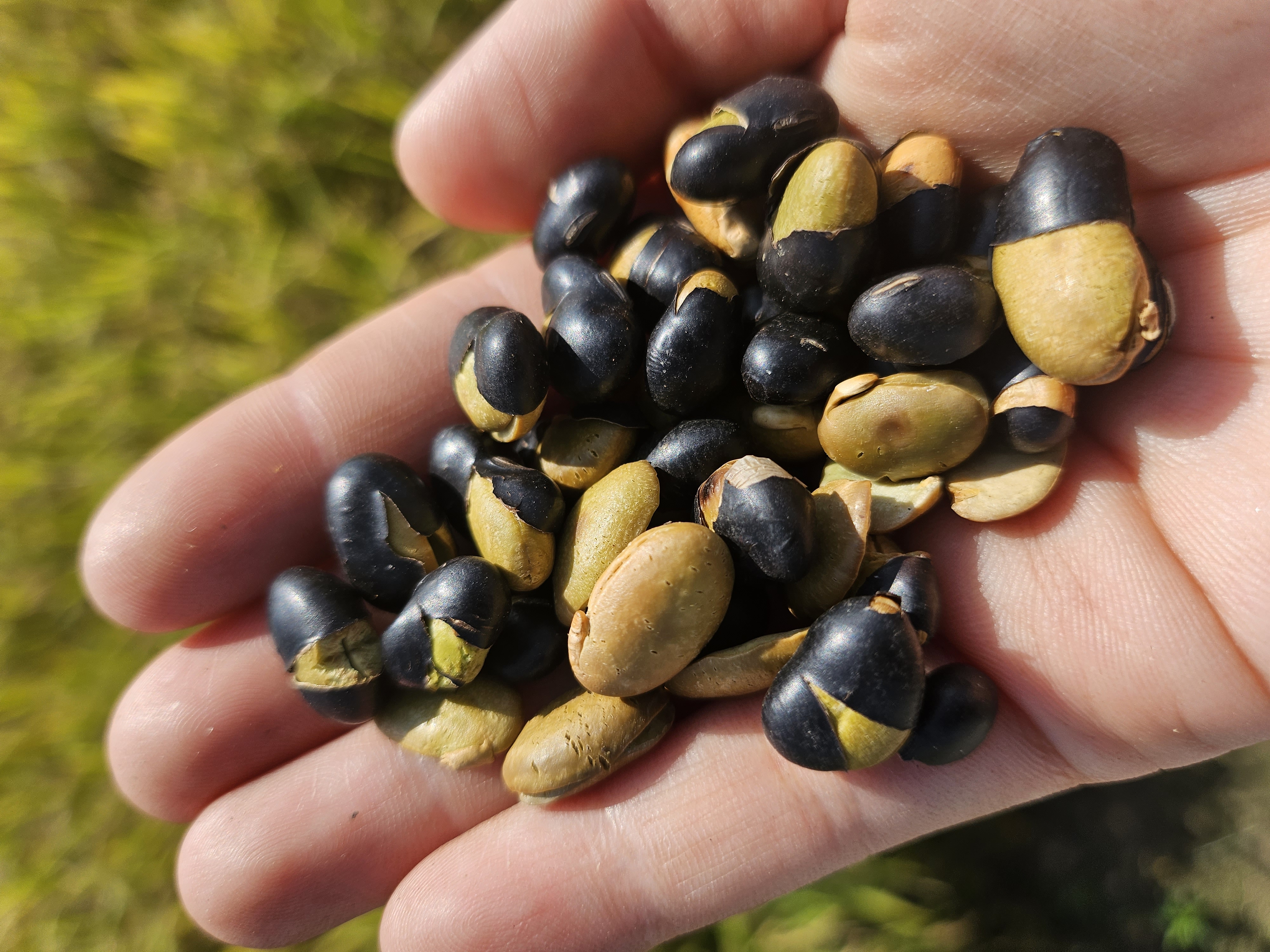 MFFM 국산 볶은서리태 검은콩 뻥튀기 500g