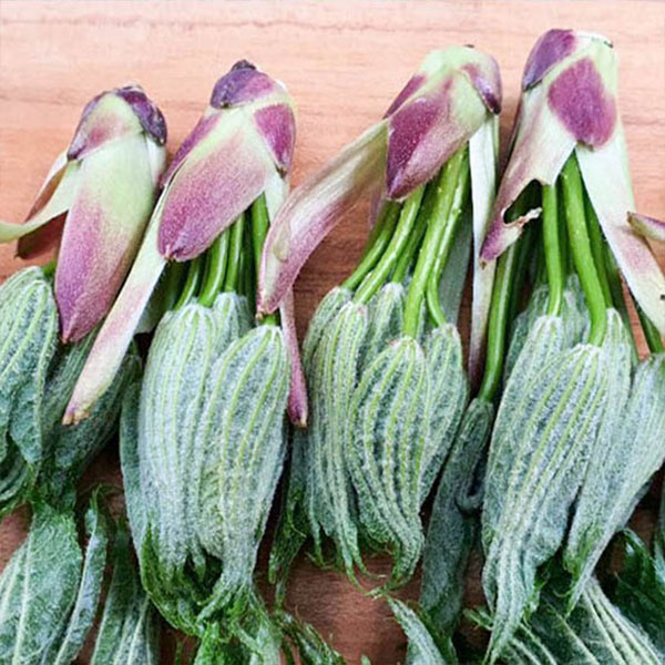국내산 엄나무순 특/상 1kg