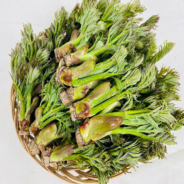 국내산 자연산 참두릅 500g 1kg 2kg