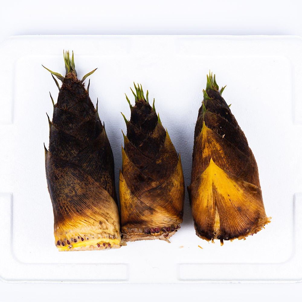 신선한 대밭고을 경남 햇 죽순 1kg/5kg