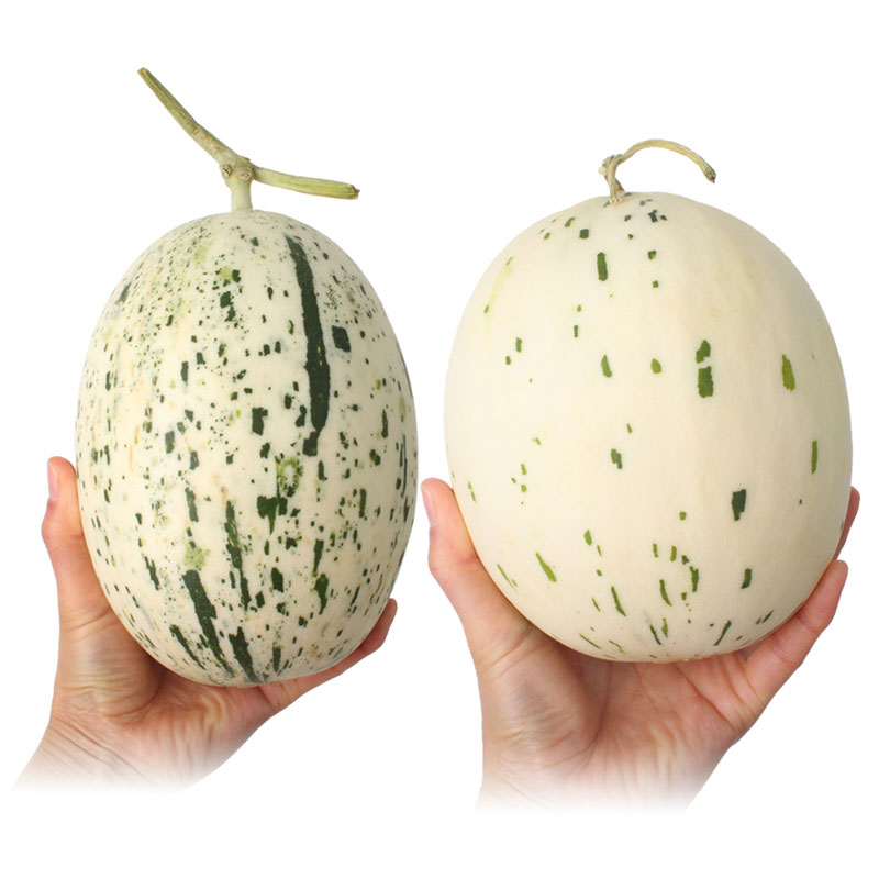 함안 가야 백자 메론 2수 (2.5kg내외) 