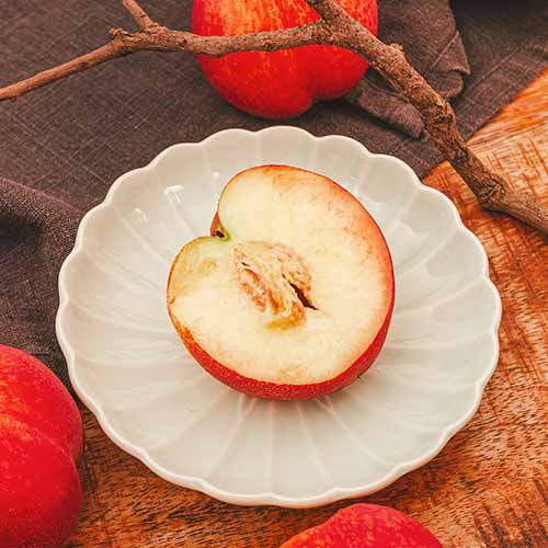 [특가] 경산 천도복숭아 중대과 1kg/2kg 신선 신비 오월도 