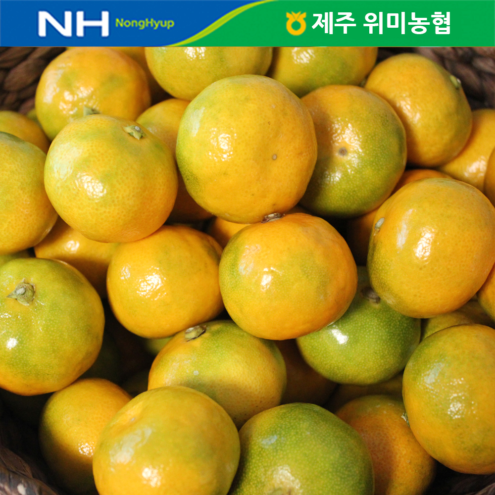 제주 위미농협 하우스감귤(소) 1.5kg(소과 28~38과)