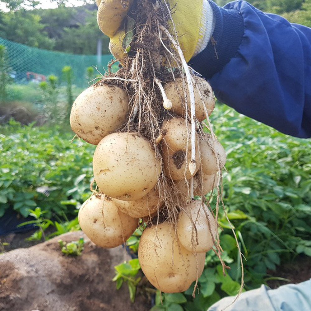 국내산 안동 수미감자 3kg 5kg, 10kg /옵션선택/