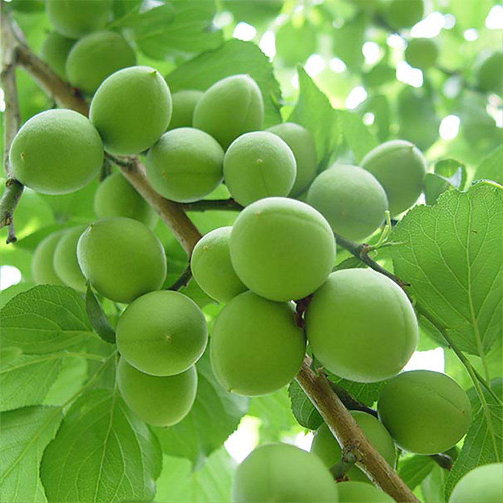 광양원예농협 매실 5kg (왕특/특/대)