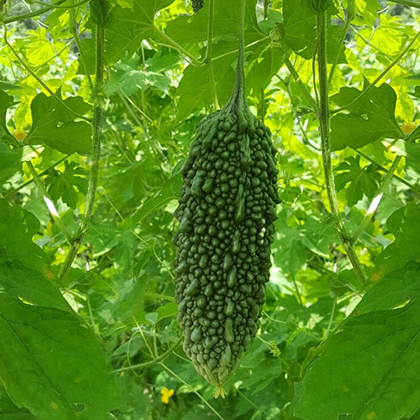 감성영농 경남 의령 생 여주 1kg, 3kg, 5kg, 10kg /옵션선택/