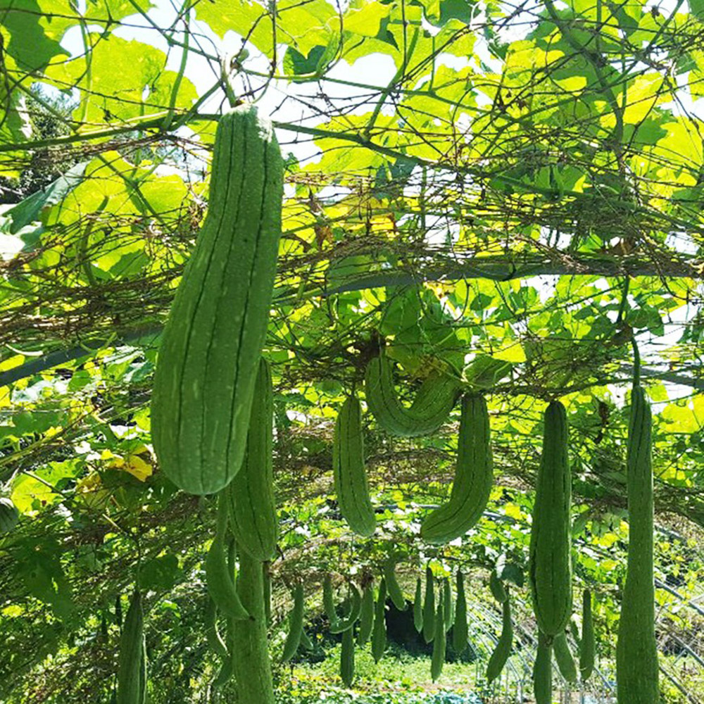 감성영농 국내산 생과 수세미 5kg, 10kg /옵션선택