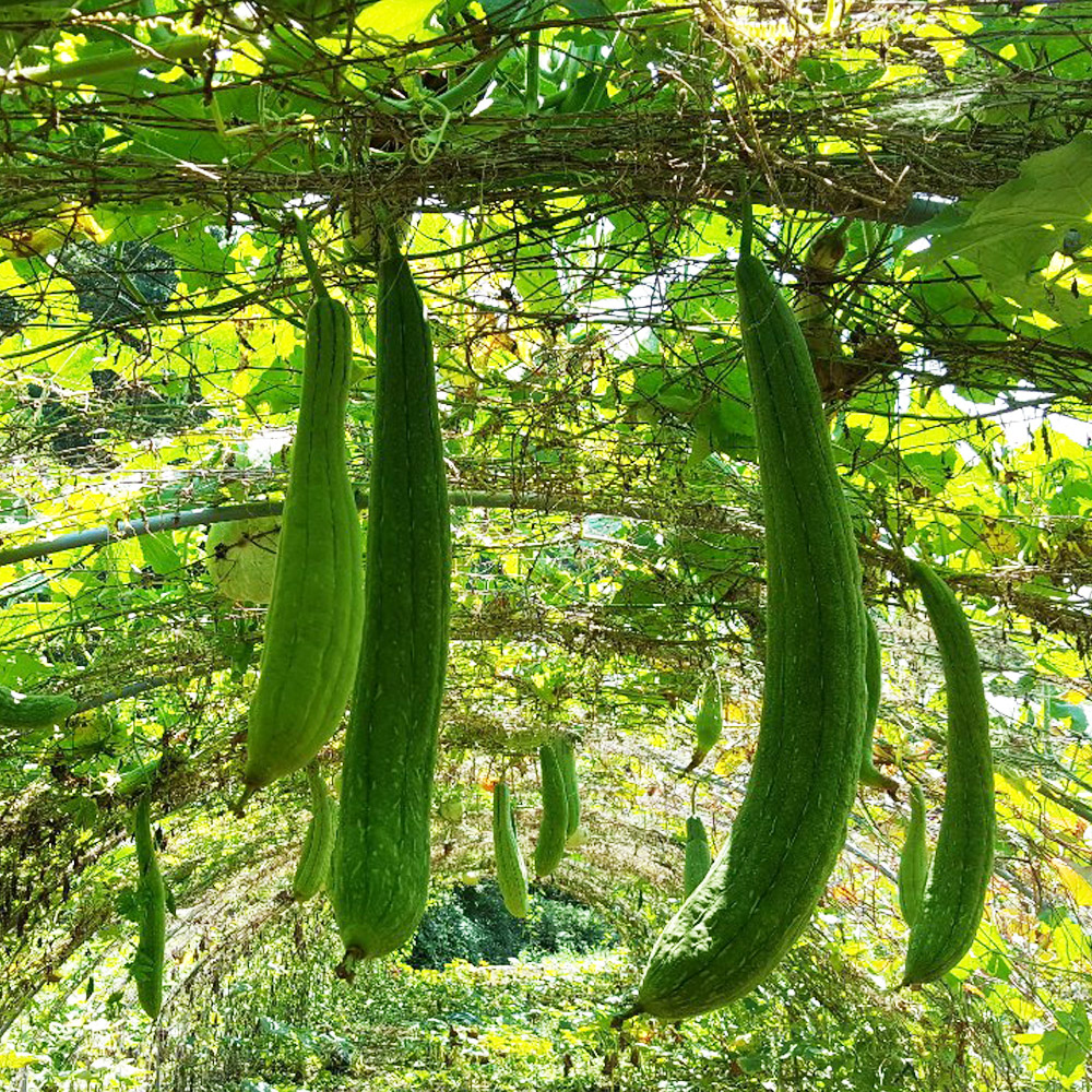 감성영농 국내산 생과 수세미 5kg, 10kg /옵션선택