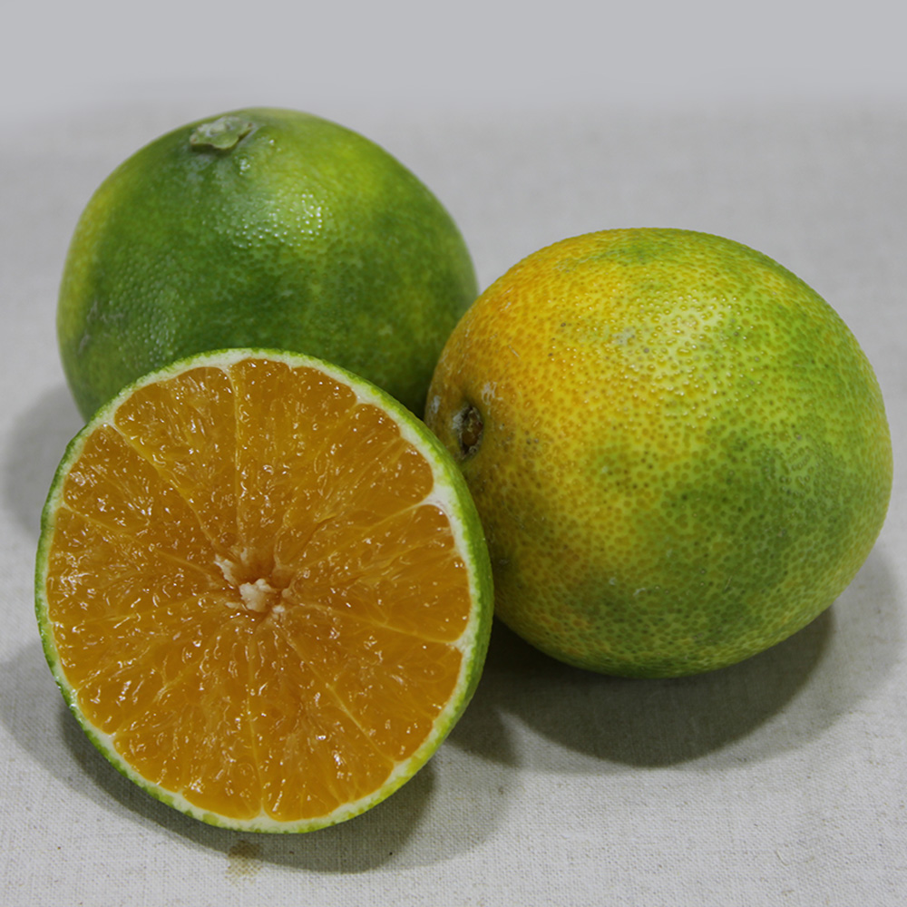 [대진작목반]제주 감귤 1.5kg(2s-m) + 황금향 1.5kg(6-10과)