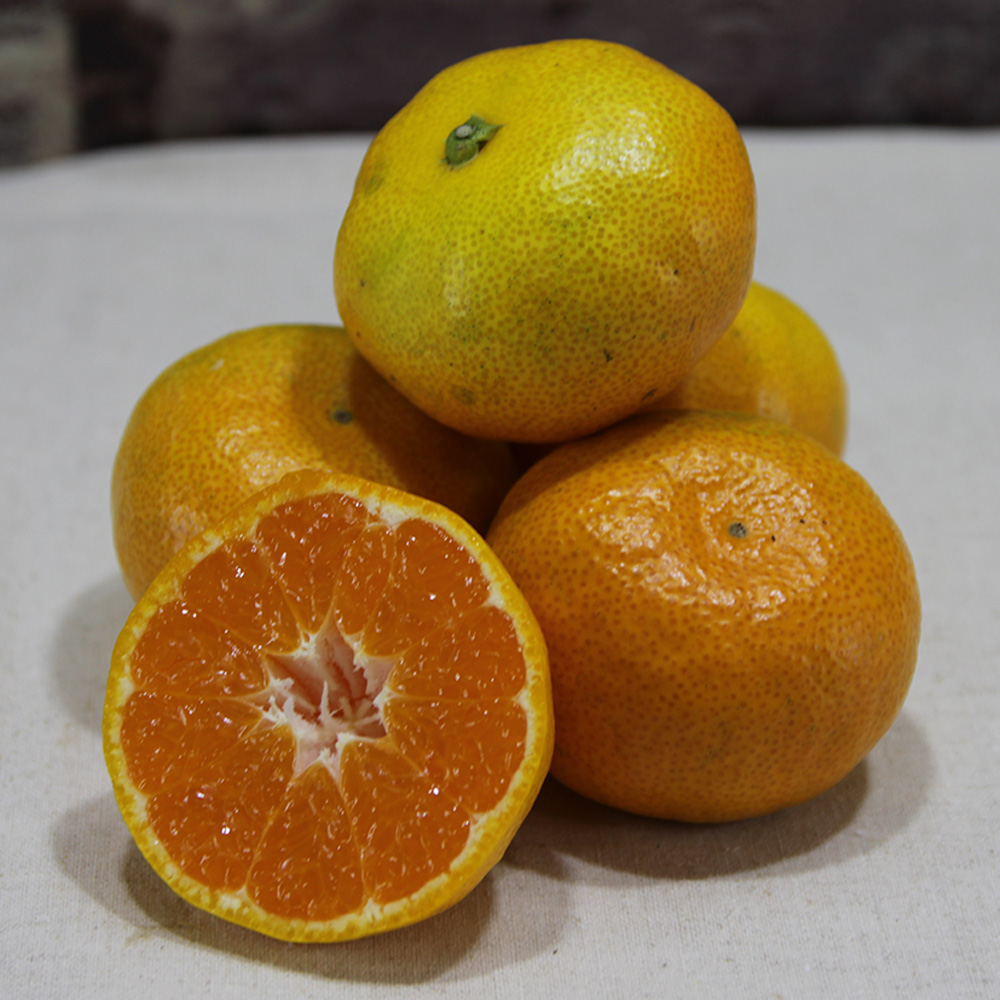 [대진작목반]제주 감귤 1.5kg(2s-m) + 황금향 1.5kg(6-10과)
