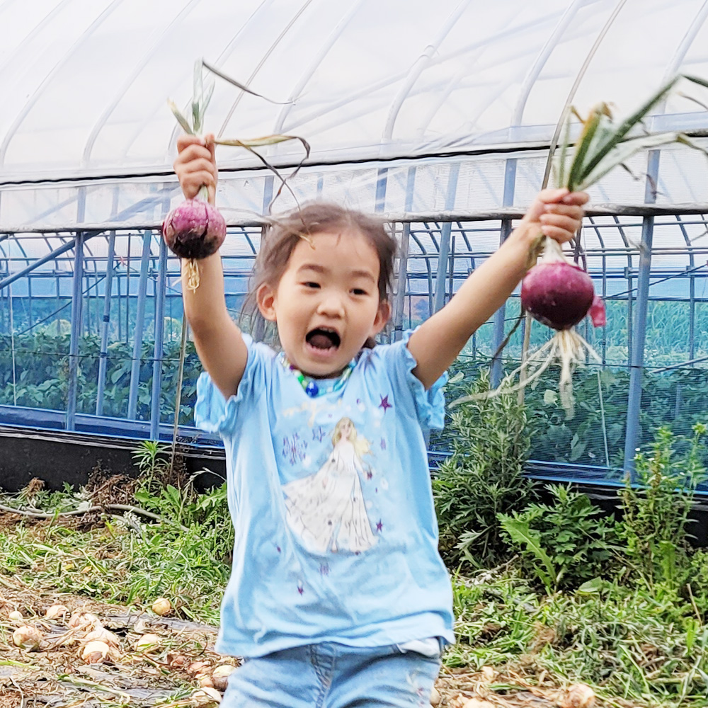 [무료배송] 홍성농부의 유기농 햇양파 자색양파 3kg / 5kg