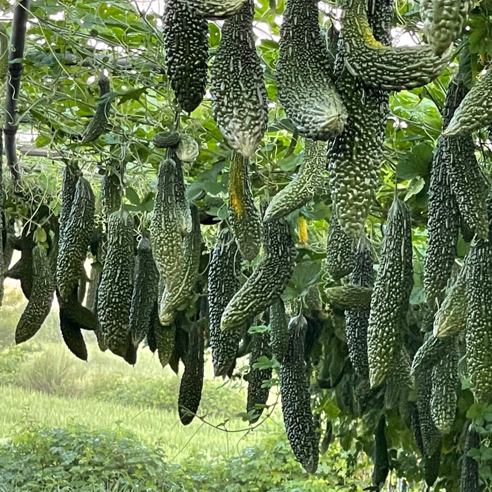 [무료배송] 정읍농부의 국내산 생여주 3kg / 5kg / 10kg (당일수확) 