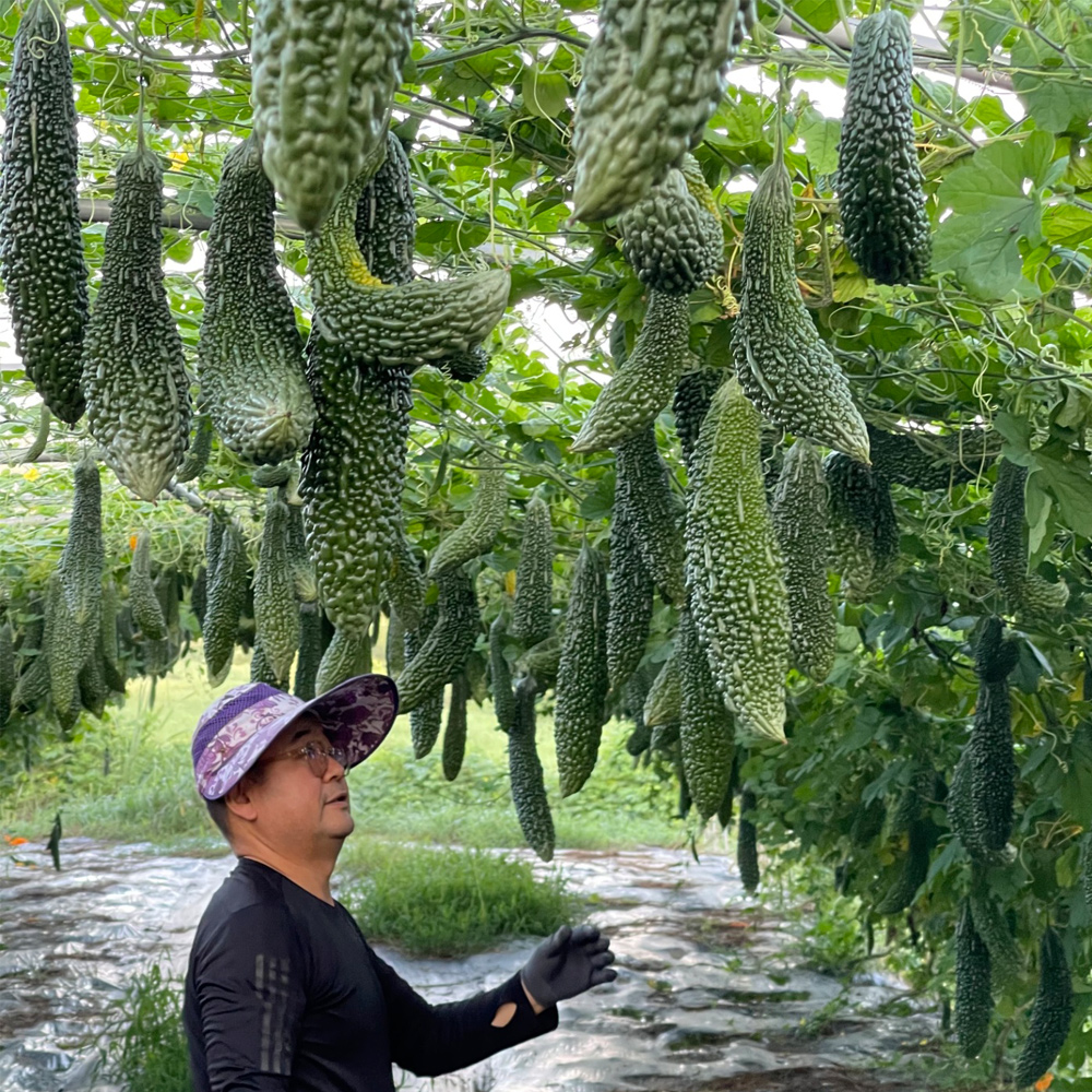 [무료배송] 정읍농부의 국내산 생여주 3kg / 5kg / 10kg (당일수확) 대표이미지 섬네일