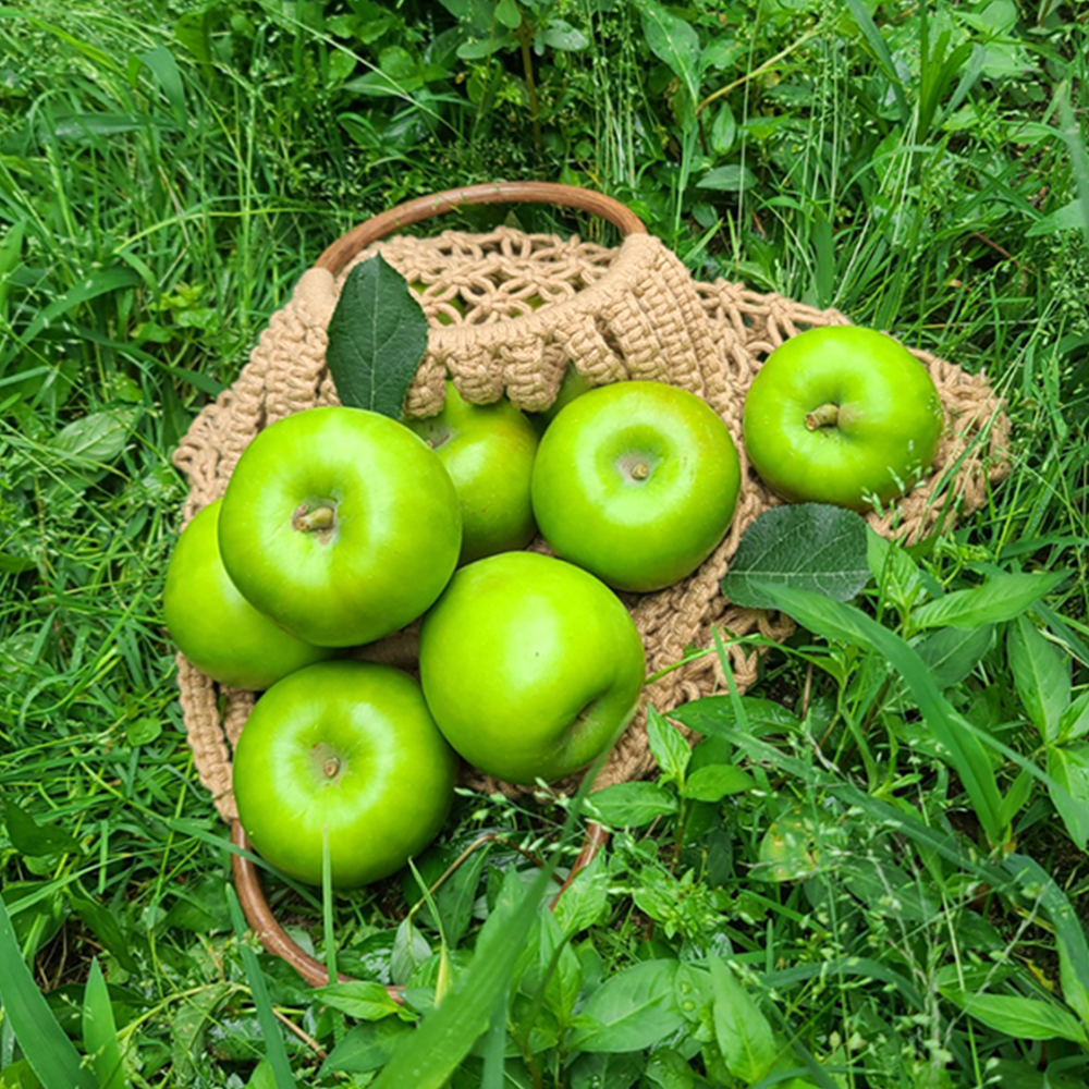 [수창이네] 새콤달콤 아오리 사과 7kg – 여름 햇과일의 정석!