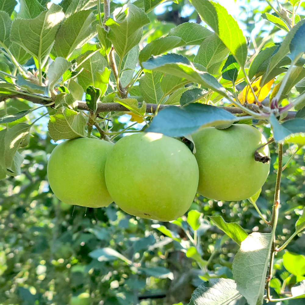[수창이네] 새콤달콤 아오리 사과 7kg – 여름 햇과일의 정석!