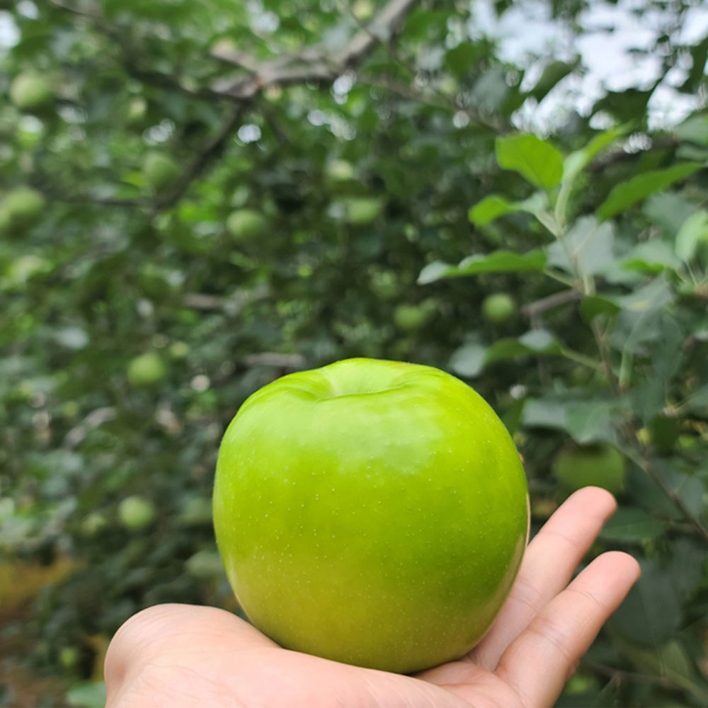 [수창이네] 새콤달콤 아오리 사과 7kg – 여름 햇과일의 정석!