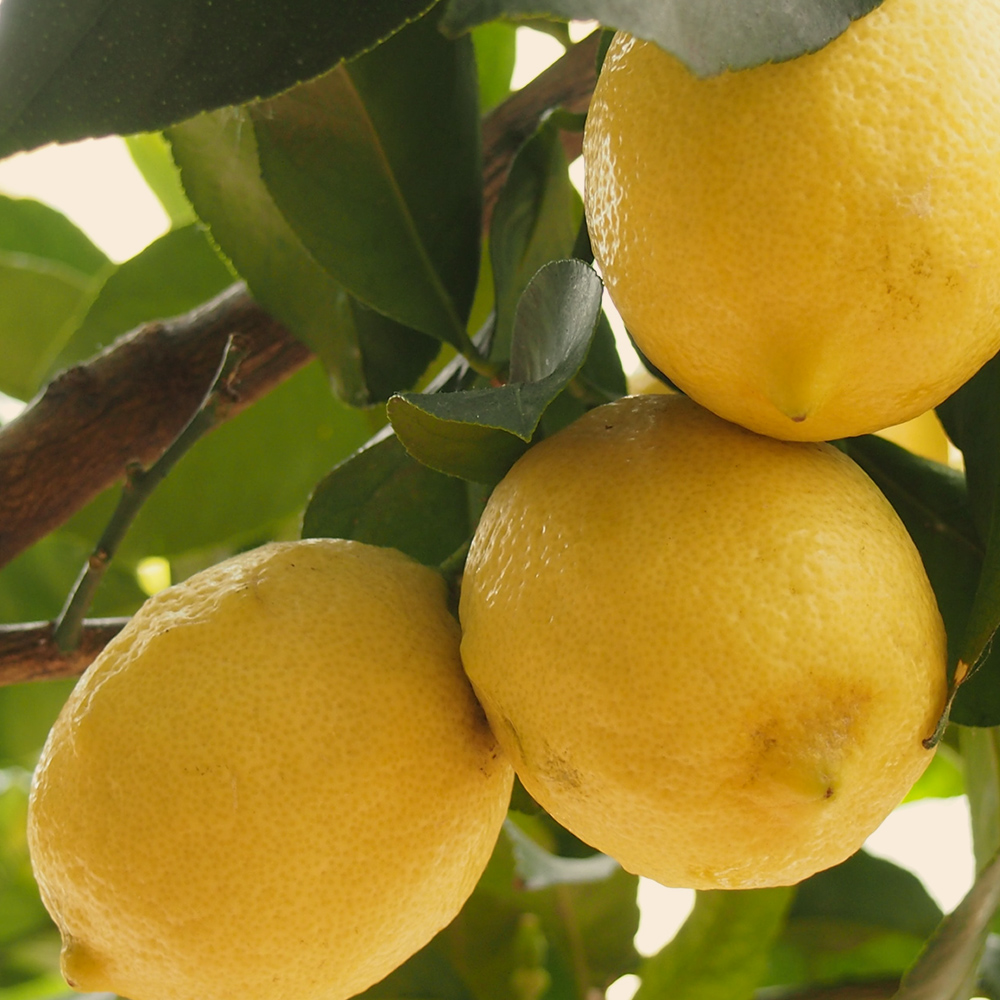 쏘두위 리프레시 바질레몬 치약 100g x 1개