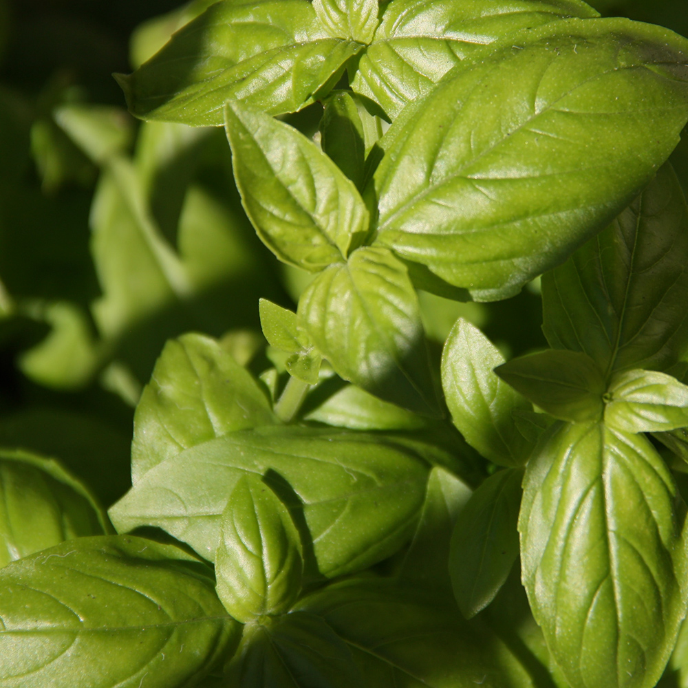 쏘두위 리프레시 바질레몬 치약 100g x 2개