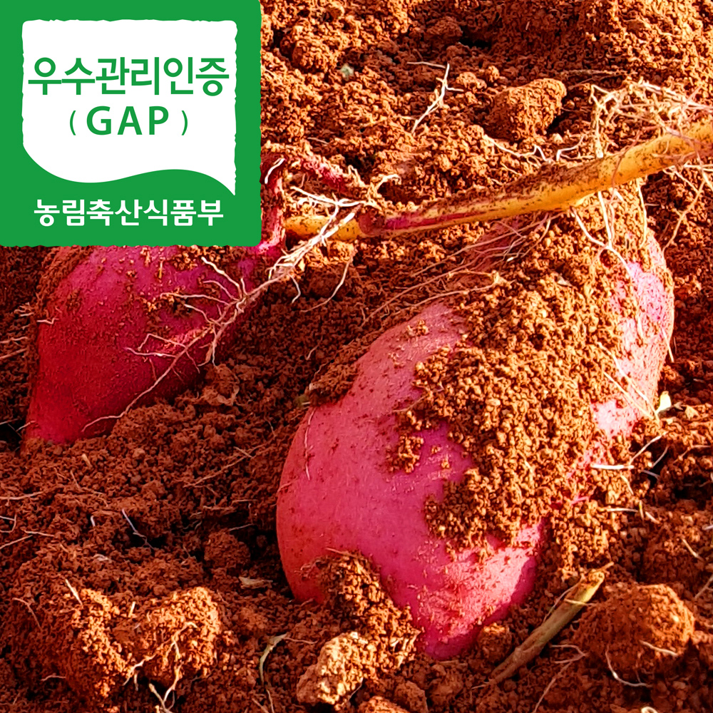[2022 햇고구마]해남 꿀고구마 베니하루카 3kg(한입/중/특상)