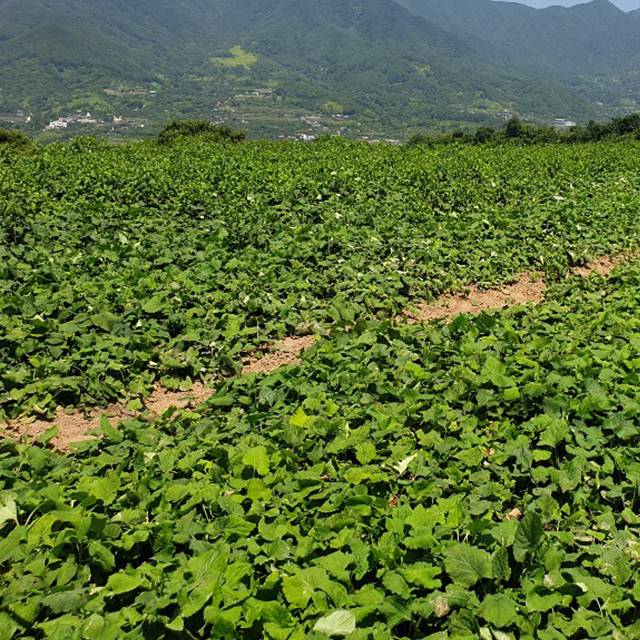 하동 땅번지 지리산 바로먹는 양념된 조물조물 산나물 200g