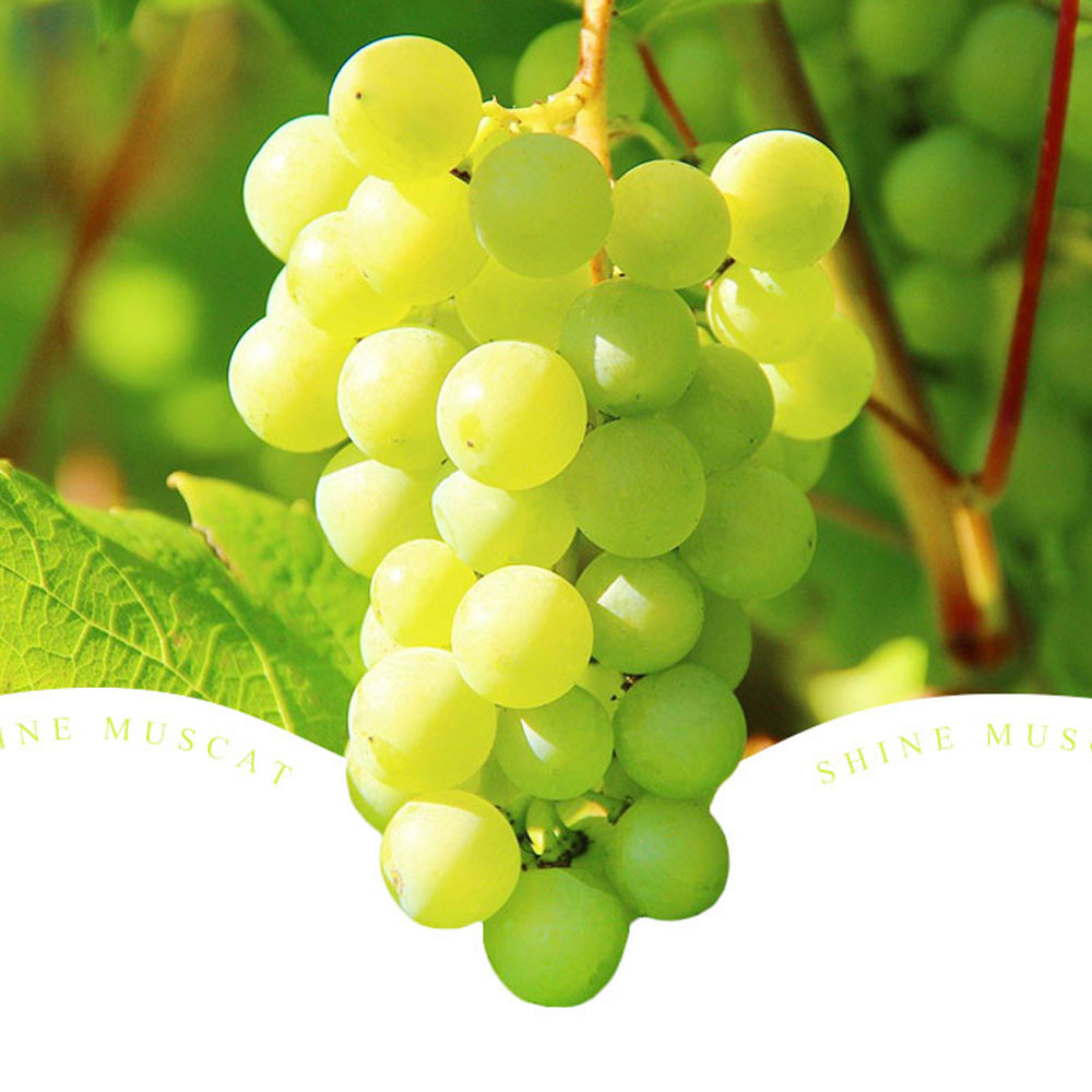 프리미엄 샤인머스캣 고당도 포도 가정용 선물용