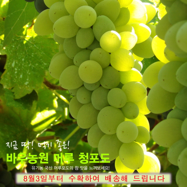 [바우뜨락]  유기농 청포도