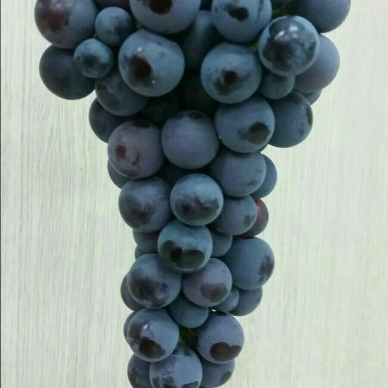 바우뜨락 유기농참머루포도