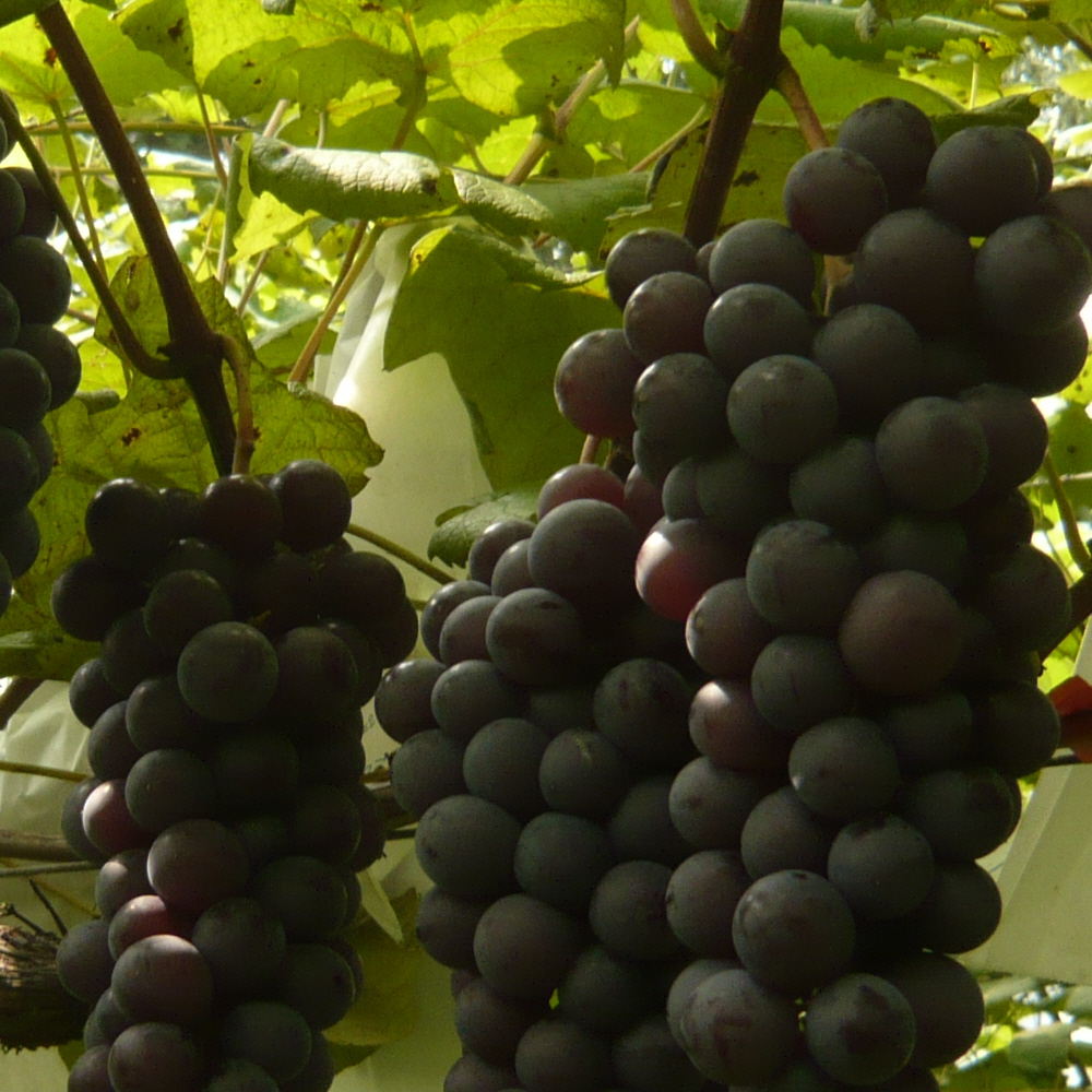 바우뜨락 유기농참머루포도 대표이미지 섬네일