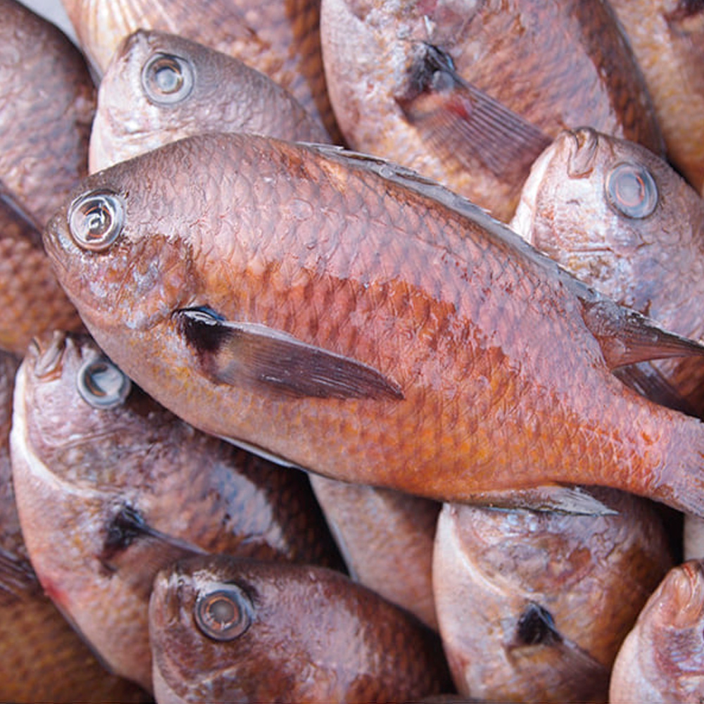 제주도 자리돔(쌈) 젓갈 400g 200g