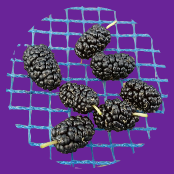 오디즙 오디원액 착즙 액기스 100ml 30팩