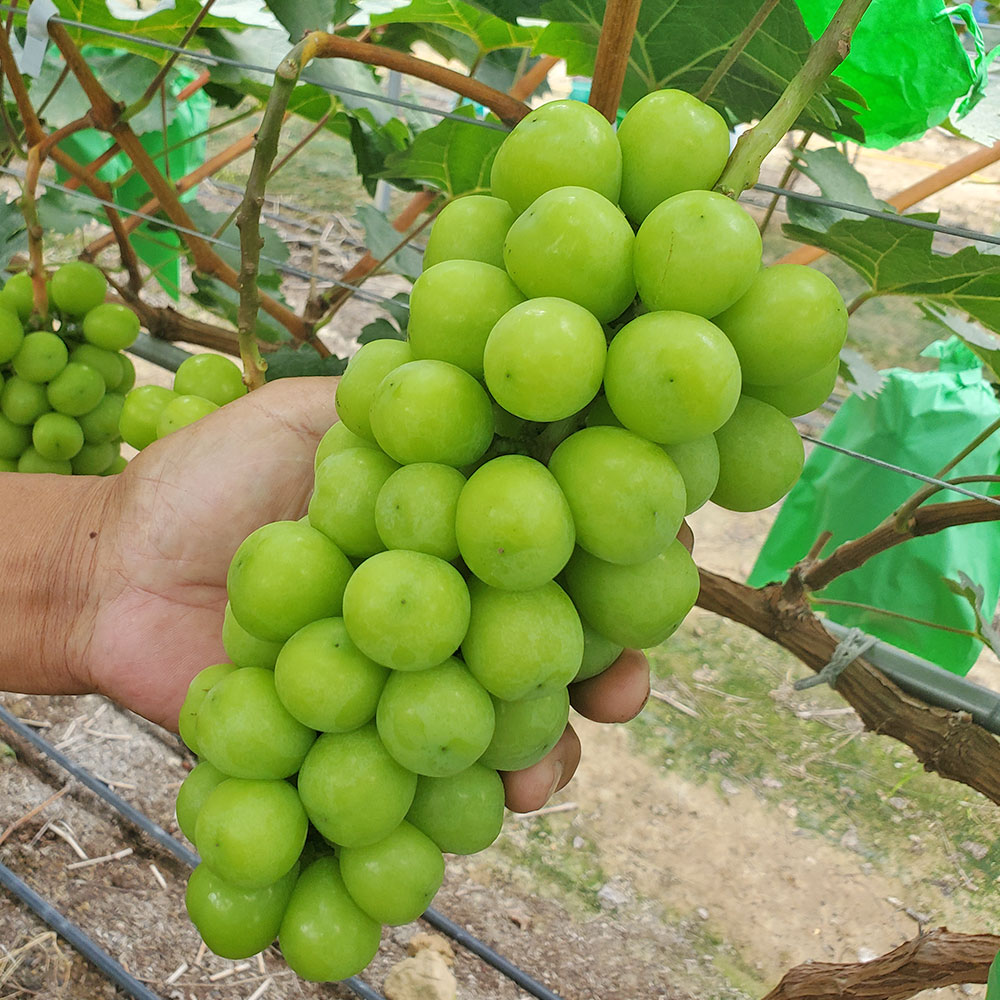 GAP인증 창녕 샤인머스켓 2kg(3수,4수) /옵션선택/