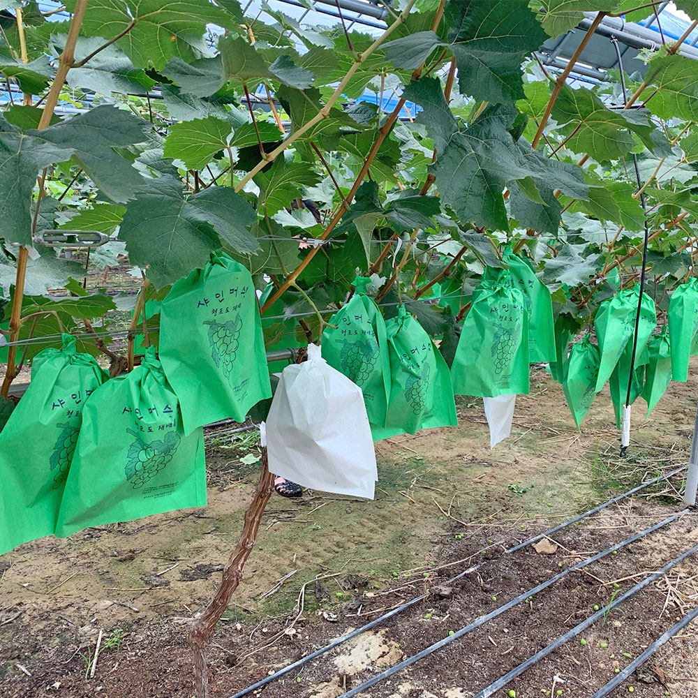 GAP인증 창녕 샤인머스켓 2kg(3수,4수) /옵션선택/