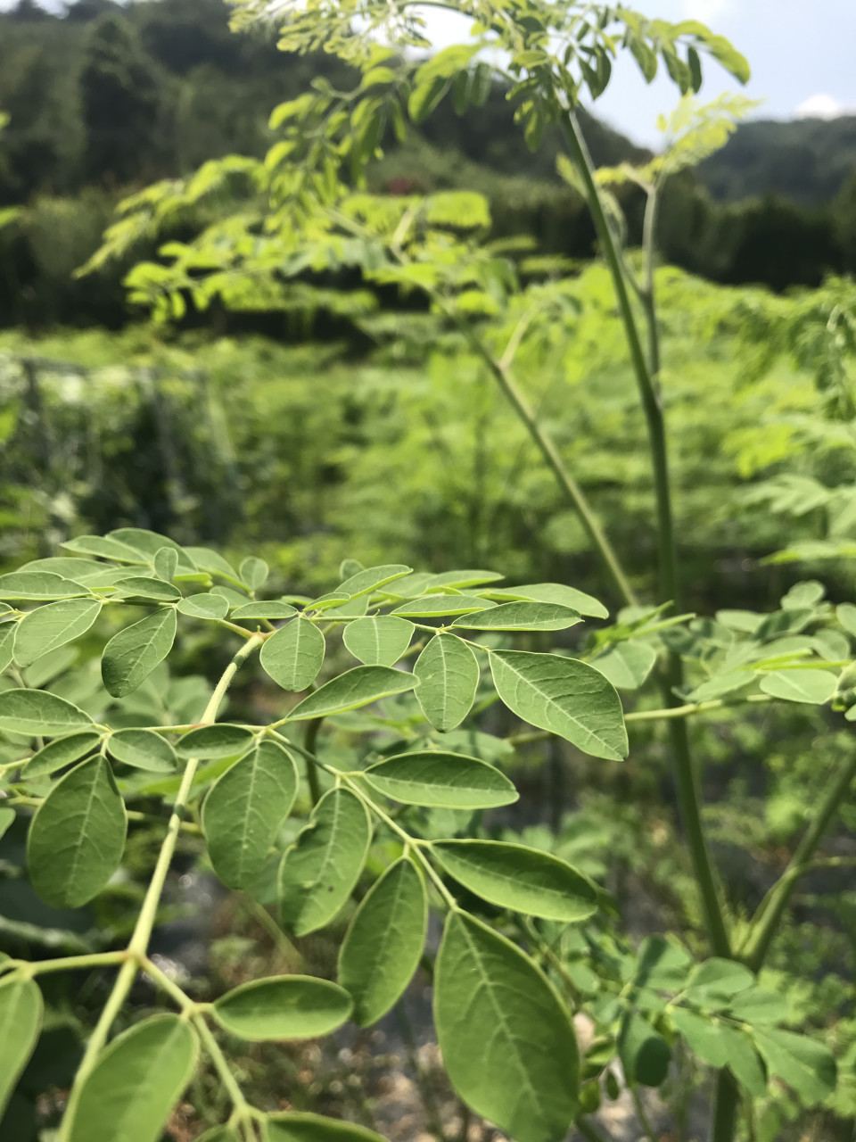 어퓨굳맨 국내산 모링가차 40g (파우치)