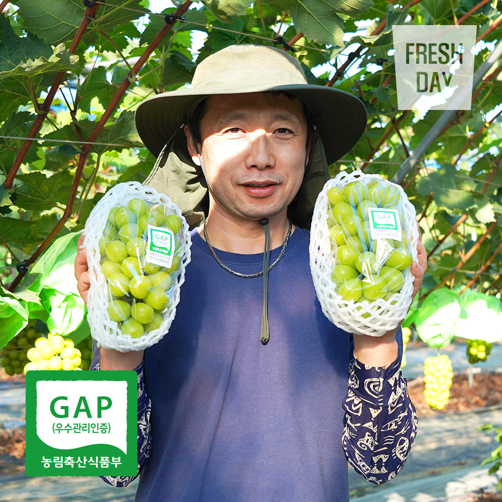 [GAP인증] 안성 고당도 샤인머스켓 망고포도 정품 (3kg~이상)