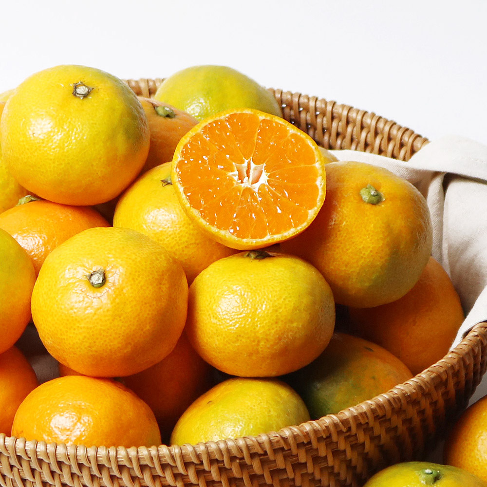 제주 자연 제주직송 노지 감귤 10kg 귤