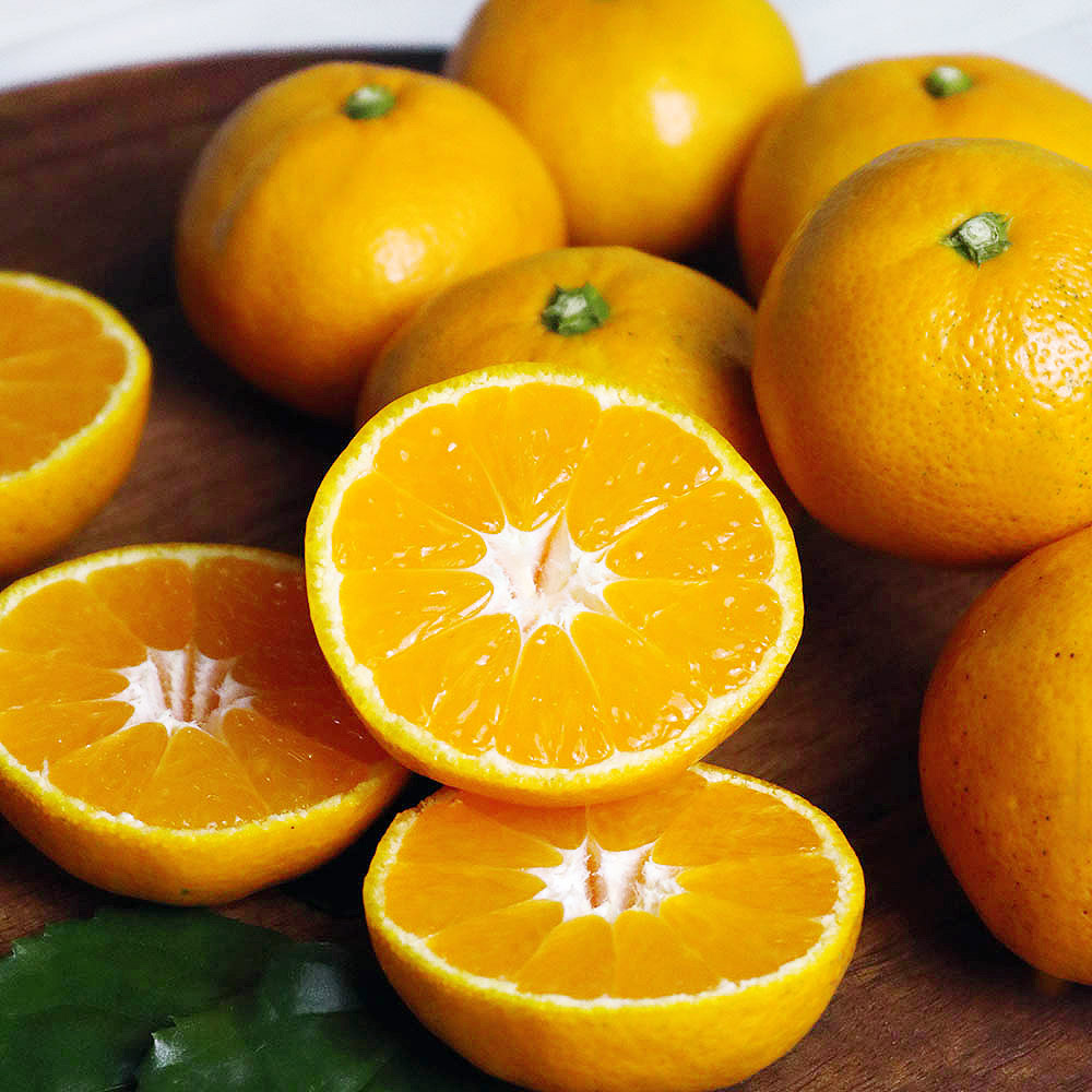 제주 자연 제주직송 노지 감귤 10kg 귤