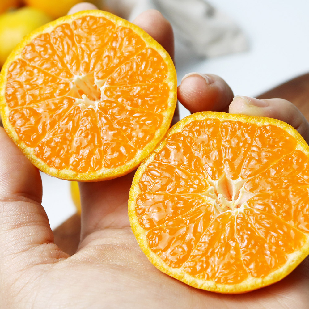 오롯제주 제철 제주 노지 감귤 4.5kg 9kg