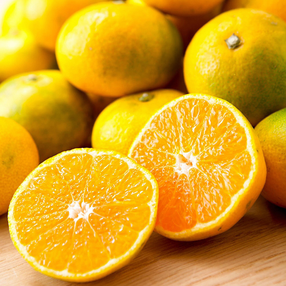 오롯제주 제철 제주 노지 감귤 4.5kg 9kg