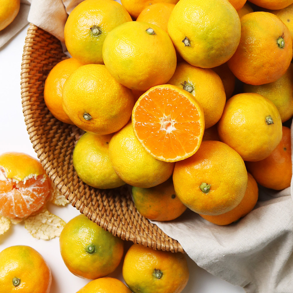 오롯제주 제철 제주 노지 감귤 4.5kg 9kg