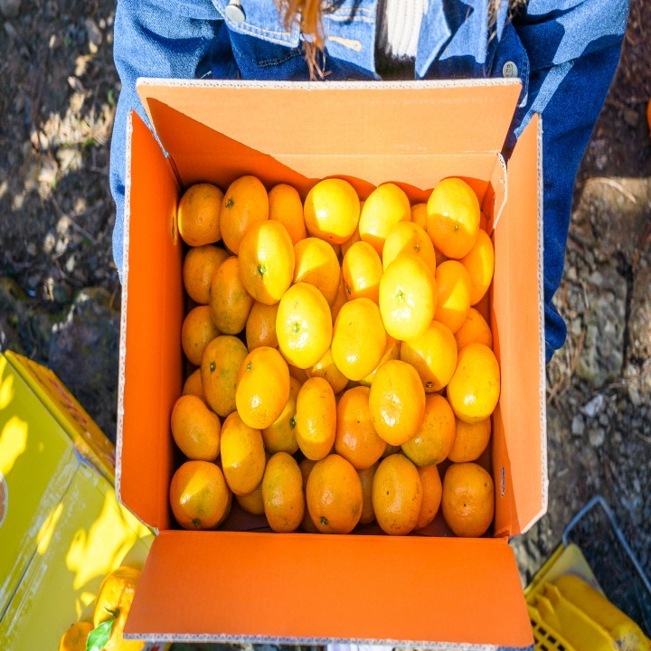 제주땡큐베리팜  제주 햇 극조생 조생 고당도 노지 감귤 밀감  4.5kg 9kg