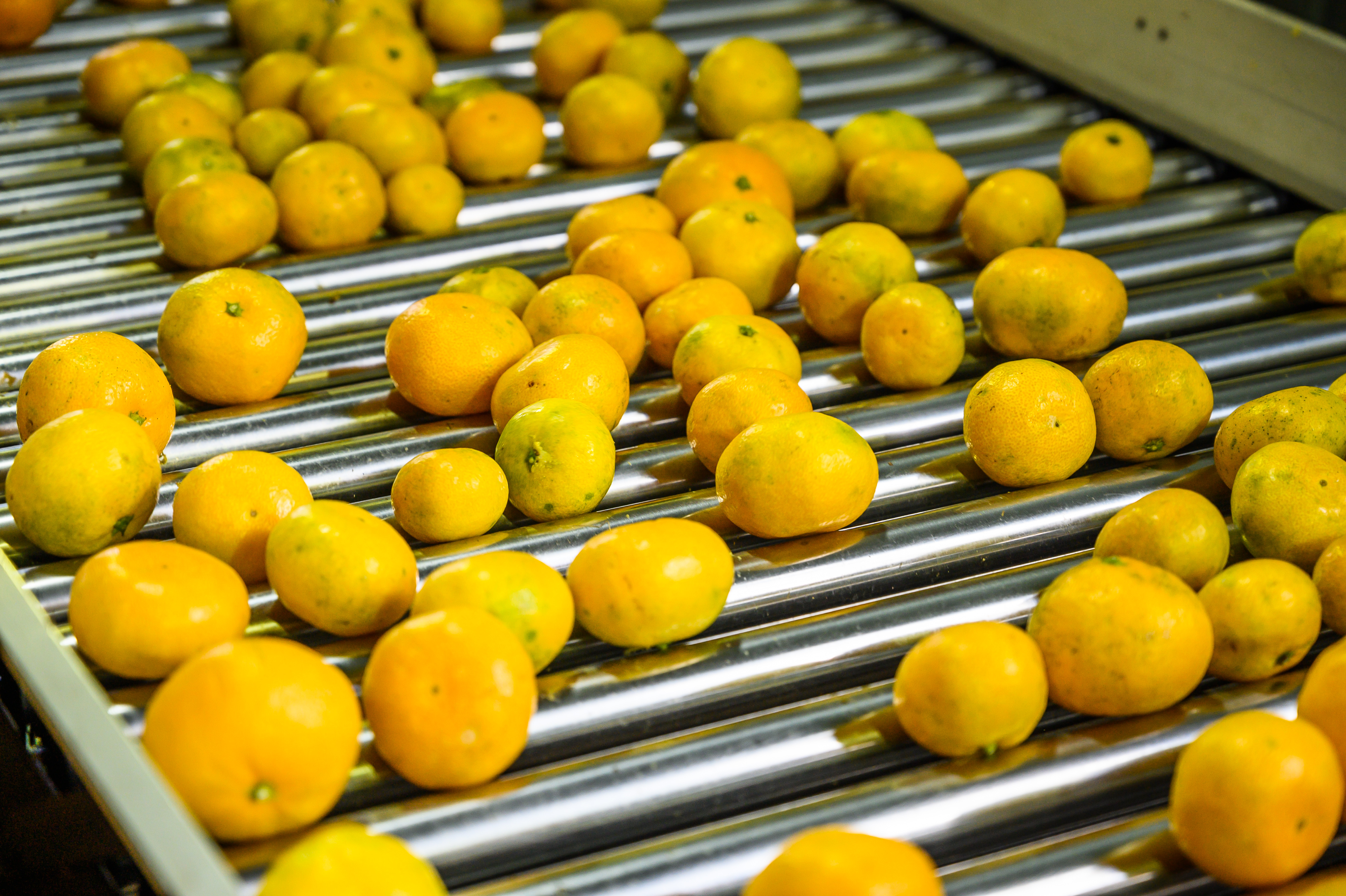 제주땡큐베리팜  제주 햇 극조생 조생 고당도 노지 감귤 밀감  4.5kg 9kg