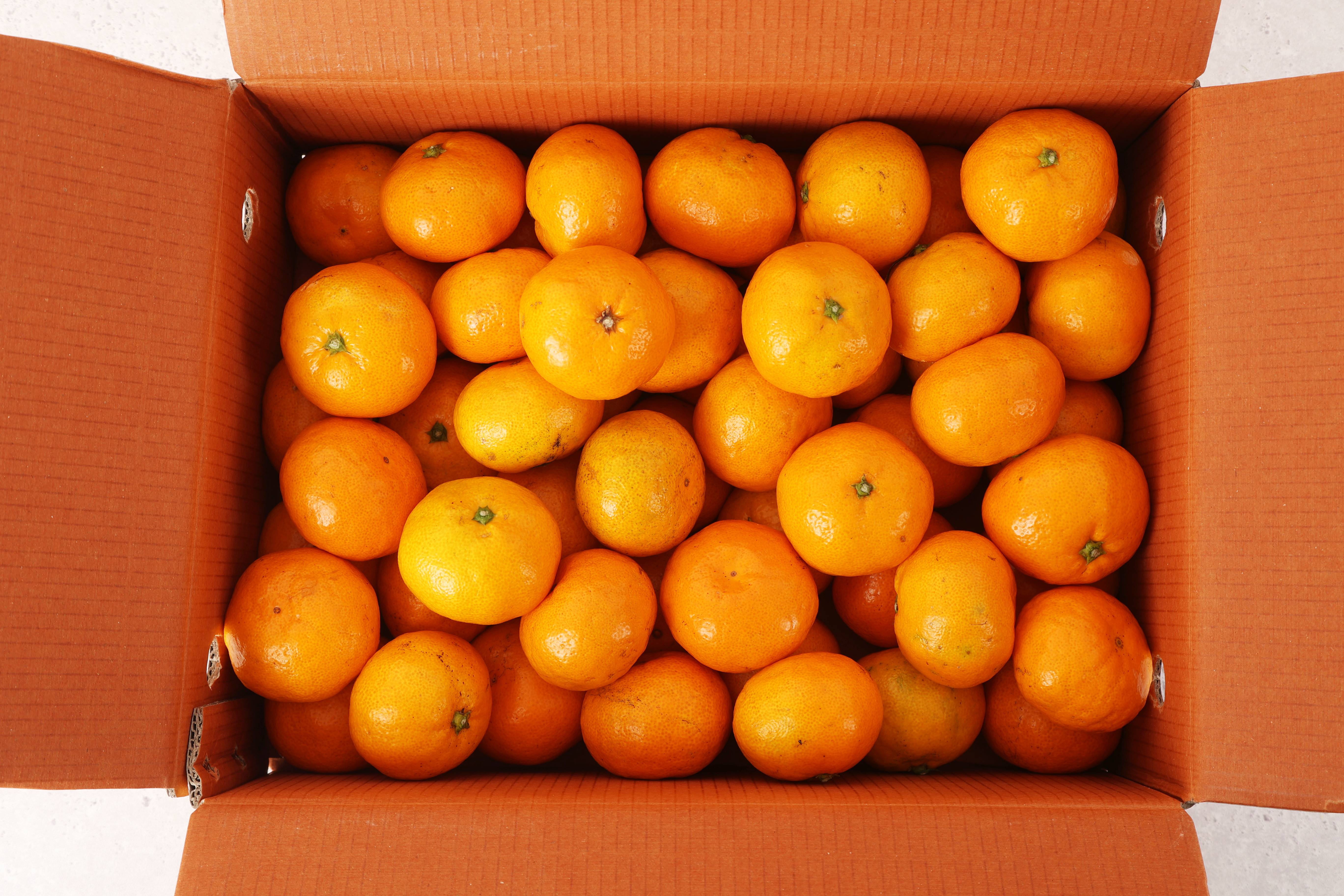 제주땡큐베리팜  제주 햇 극조생 조생 고당도 노지 감귤 밀감  4.5kg 9kg