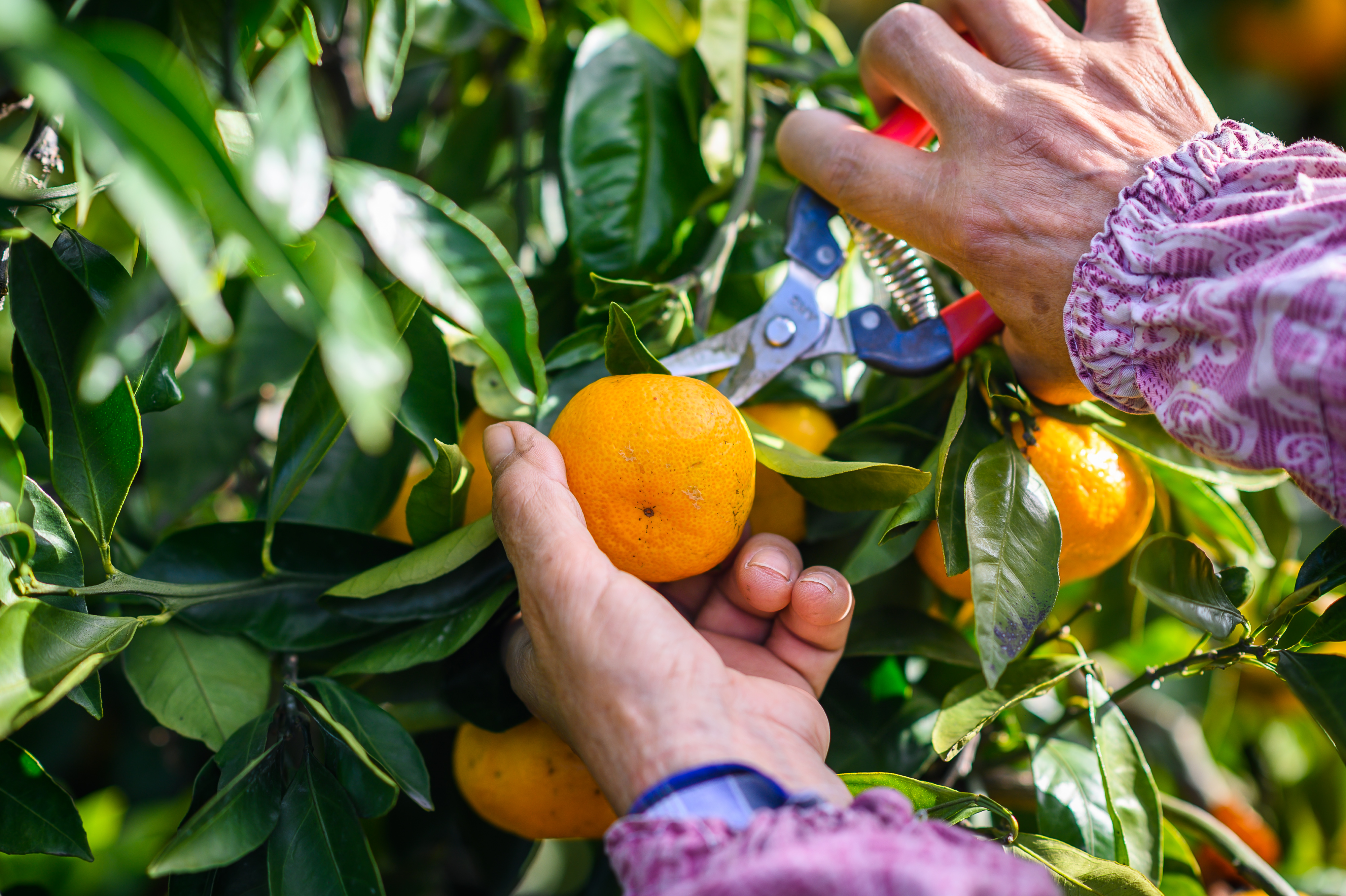 제주땡큐베리팜  제주 햇 극조생 조생 고당도 노지 감귤 밀감  4.5kg 9kg