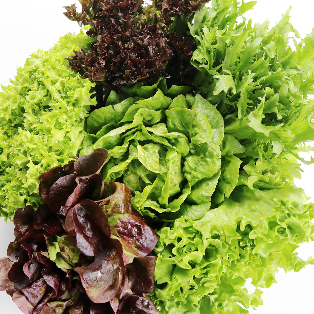 GAP인증 충북 진천 유럽샐러드 모듬 5~6종 1kg