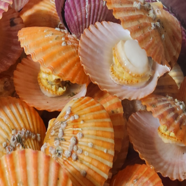 파도수산 국내산 제철 홍 가리비 1kg