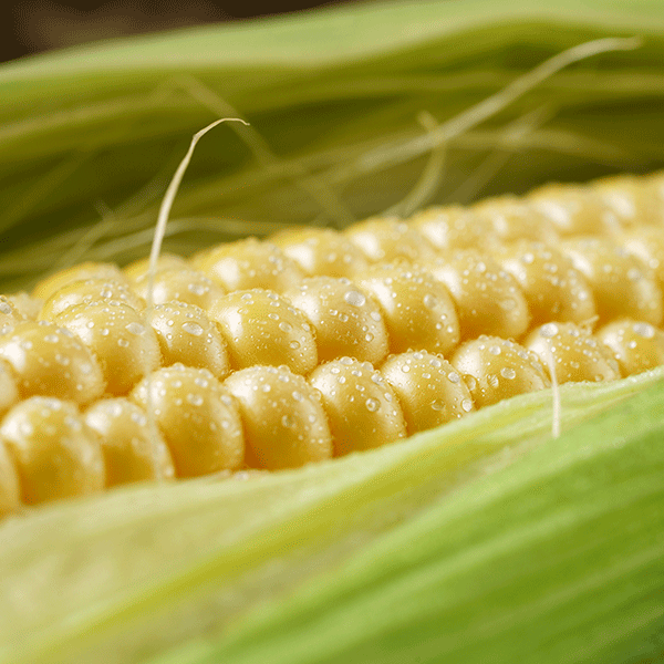 깐 초당옥수수(3개)