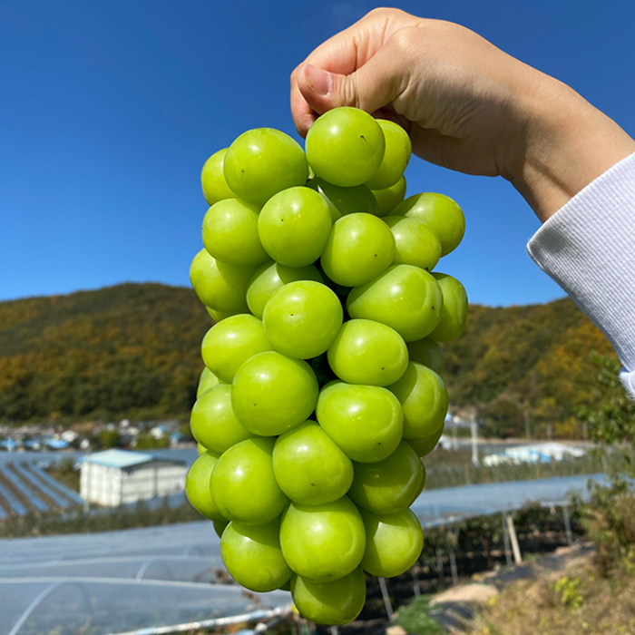 [최고다농장] 영덕 고당도 샤인머스켓 1kg/1.5kg/2kg