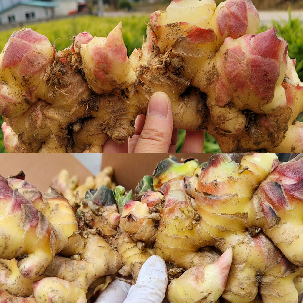 안동반가 안동생강진액 150g 가열농축 수제 생강청